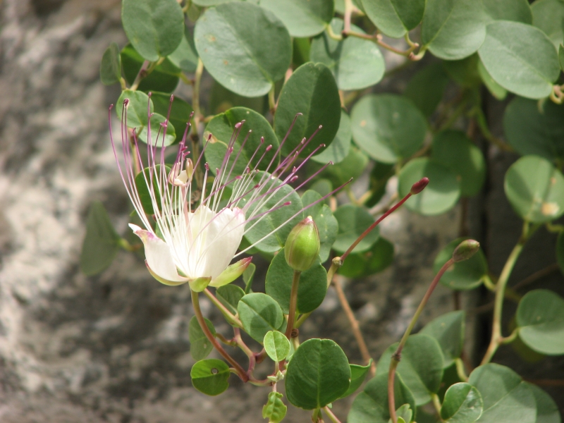 Antimicrobial and antiviral properties of Capparis spinosa extracts
